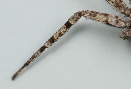 Philodromus sp.